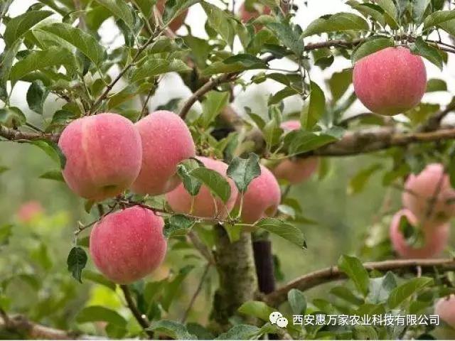 &#26032;&#21033;&#20307;&#32946;